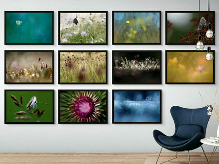 Forêt de Fontainebleau / La pelouse sèche