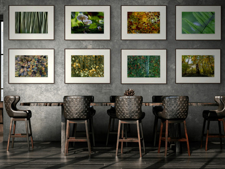 Forêt de Fontainebleau / La vieille hêtraie