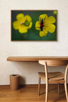 Des couleurs pour le coléoptère