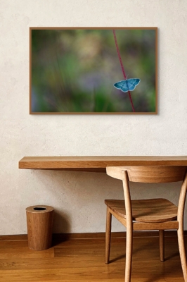 Le bleu du papillon de nuit
