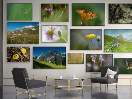 Alpes / La prairie sub-alpine