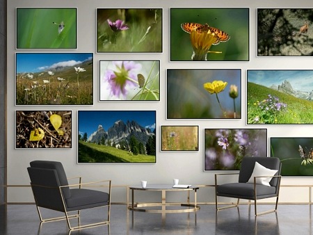 Alpes / La prairie sub-alpine